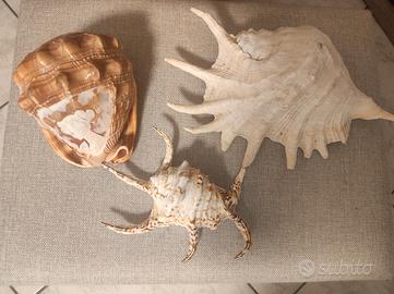 tre conchiglie decorative 