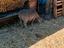 Immagine 1