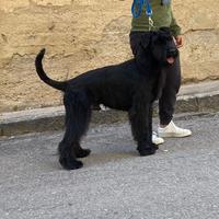 Disponibile alla monta schanuzer gigante