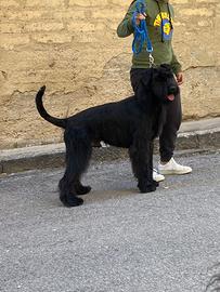 Disponibile alla monta schanuzer gigante