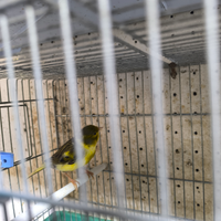 Canarino maschio Verdone informa anno 06/2025