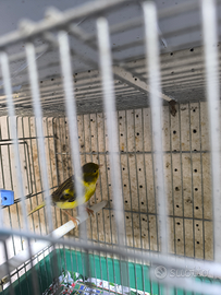 Canarino maschio Verdone informa anno 06/2025