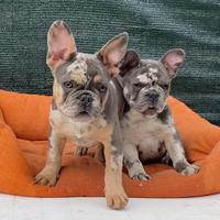 Maschietti di Esotic Bulldogfrance