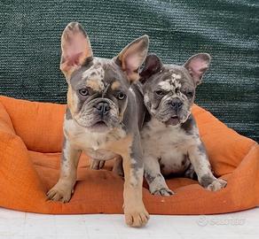 Maschietti di Esotic Bulldogfrance