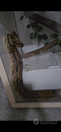 Boa Constrictor