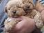 Immagine 9