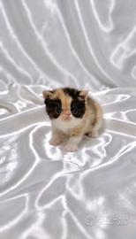 Gatti Persiani ed Exotic