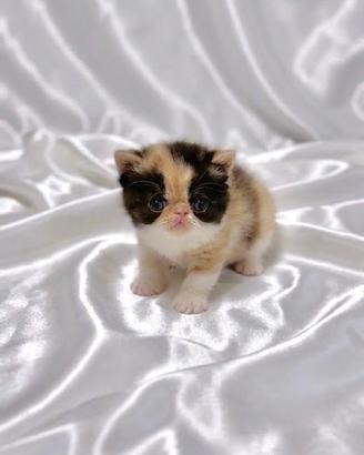 Gatti Persiani ed Exotic