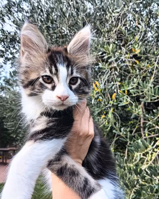 Cuccioli di Maine Coon con pedigree
