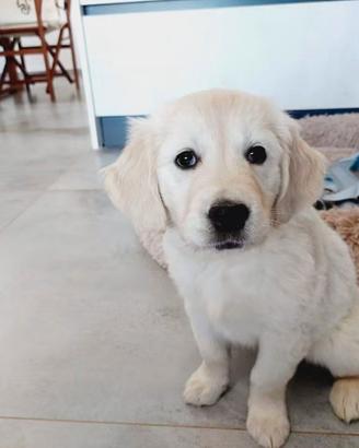 Cuccioli Golden retriever linea inglese