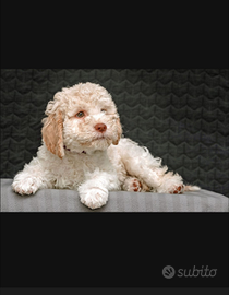 Cucciolo Lagotto 4 mesi 350