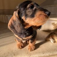 Cucciolo di bassotto