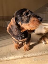 Cucciolo di bassotto