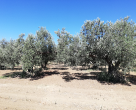 8 tumuli di terreno agricolo uliveto Nocellara d