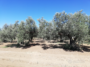 8 tumuli di terreno agricolo uliveto Nocellara d