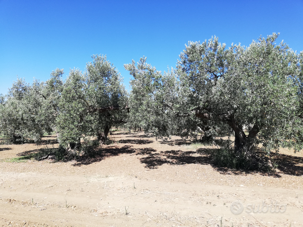 8 tumuli di terreno agricolo uliveto Nocellara d