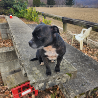 Cucciolata di staffordshire bull terrier