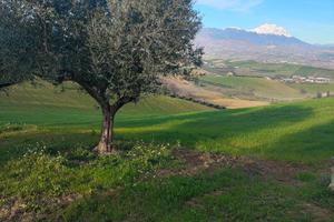 Terreno con uliveto