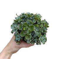 Greenovia dodentralis pianta grassa forma di rosa