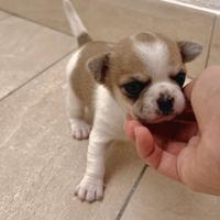 Chihuahua pedigree ENCI