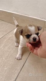 Chihuahua pedigree ENCI