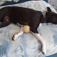 Cagnolina di un anno