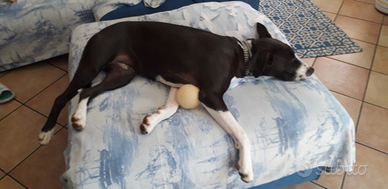 Cagnolina di un anno