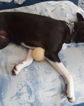 Cagnolina di un anno