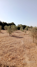 Terreno agricolo