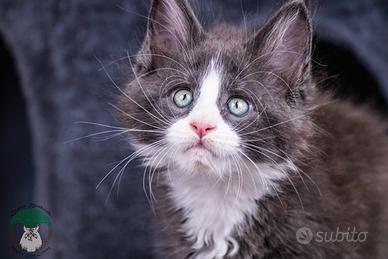 Cuccioli di Maine Coon