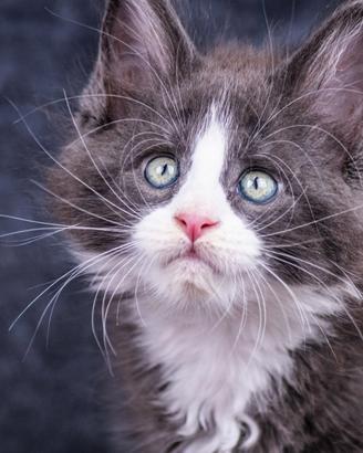 Cuccioli di Maine Coon