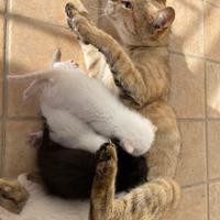 Gattini