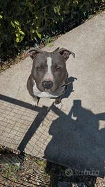 Amstaff per monta