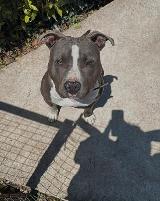 Amstaff per monta