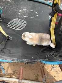 Cuccioli coniglio ariete nano