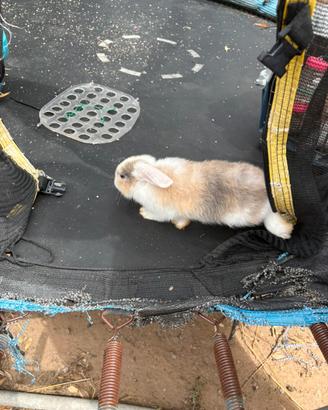 Cuccioli coniglio ariete nano
