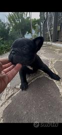 Bulldog francese nero tigrato