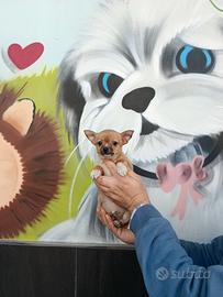 Cucciolo di chihuahua