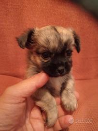 Chihuahua cucciolo pedigree