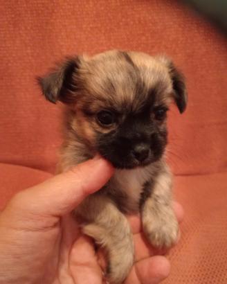 Chihuahua cucciolo pedigree