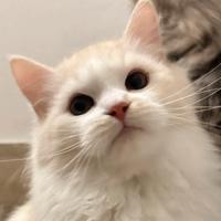 Gattino siberiano 5 mesi pedigree