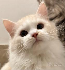 Gattino siberiano 5 mesi pedigree