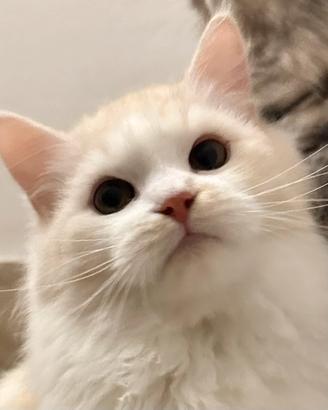 Gattino siberiano 5 mesi pedigree