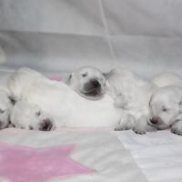 Ccioli golden retriever - allevamento serio
