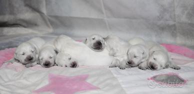 Ccioli golden retriever - allevamento serio