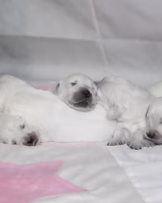 Ccioli golden retriever - allevamento serio