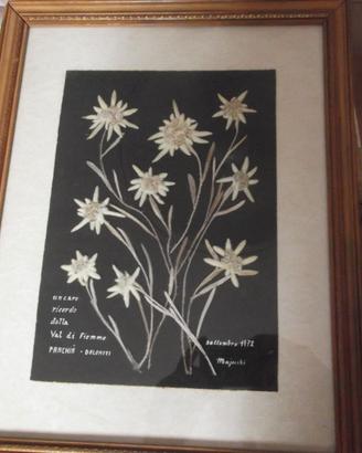QUADRO STELLE ALPINE