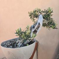 Bonsai Olivo Siculo