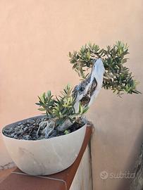 Bonsai Olivo Siculo
