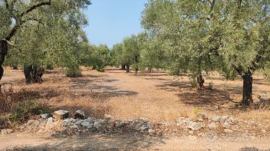 Giovinazzo 1500 MQ con 26 ulivi  c da  Belvedere 